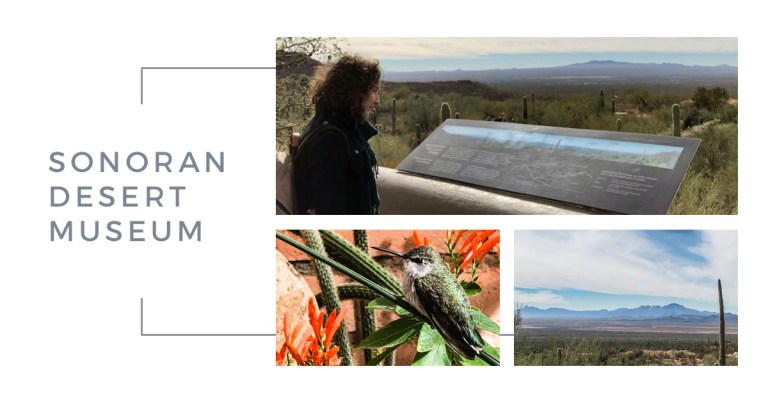 sonoran desert museum
